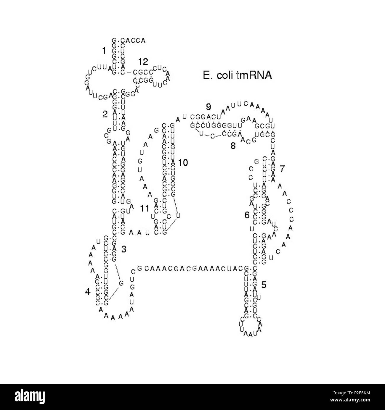 . Inglese: immagine è stato caricato su Commons come parte della Biologia Molecolare e Cellulare Rfam database. Ecco il link alla discussione. . Questo file è privo di informazioni sull'autore. 4500023 RF Foto Stock