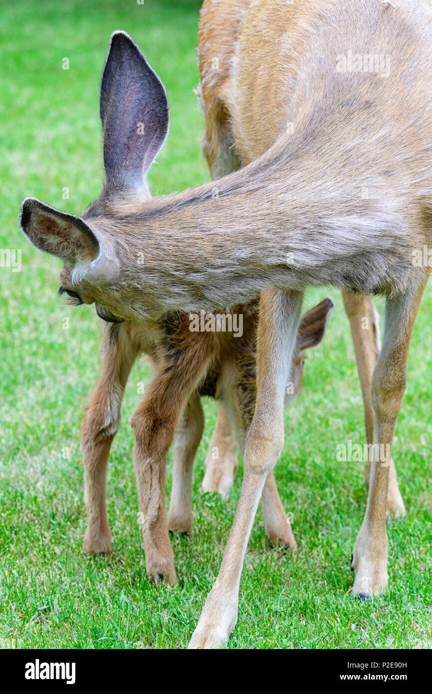 Femmina di cervo mulo alimentazione e proteggere il suo fulvo in Alberta Canada Foto Stock