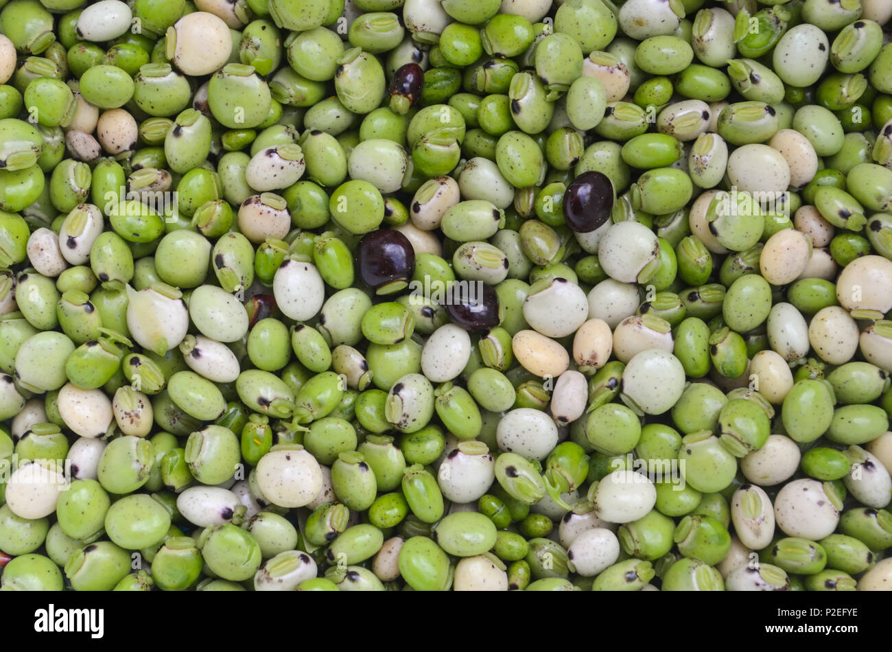 Fagiolini freschi Foto Stock
