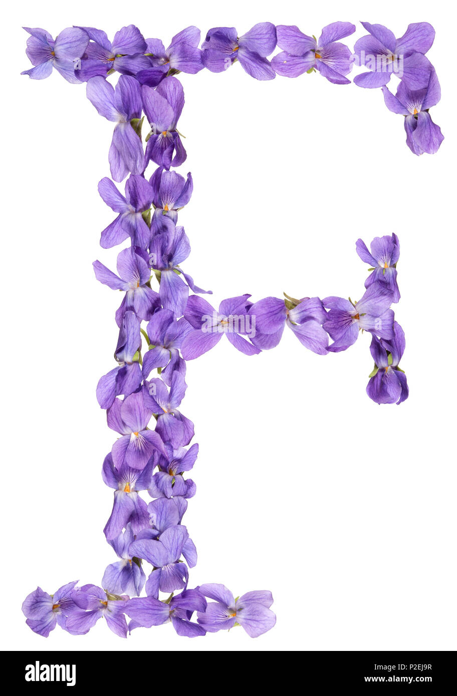 Lettera F da alfabeto da fiori di violetta, isolati su sfondo bianco Foto Stock Lettera F da alfabeto da fiori di violetta, isolati su sfondo bianco Foto Stock