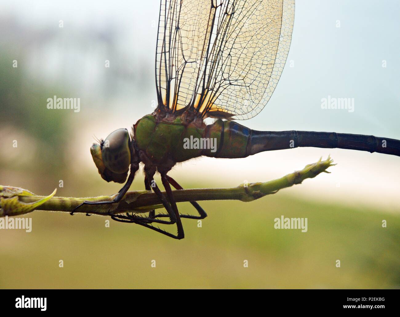 Libellula verde Foto Stock