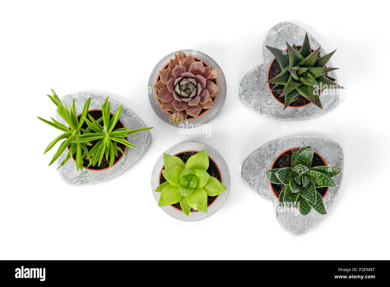 Varietà di piante succulente in cemento fioriere, isolati su sfondo bianco. Decorazioni in stile contemporaneo. Foto Stock