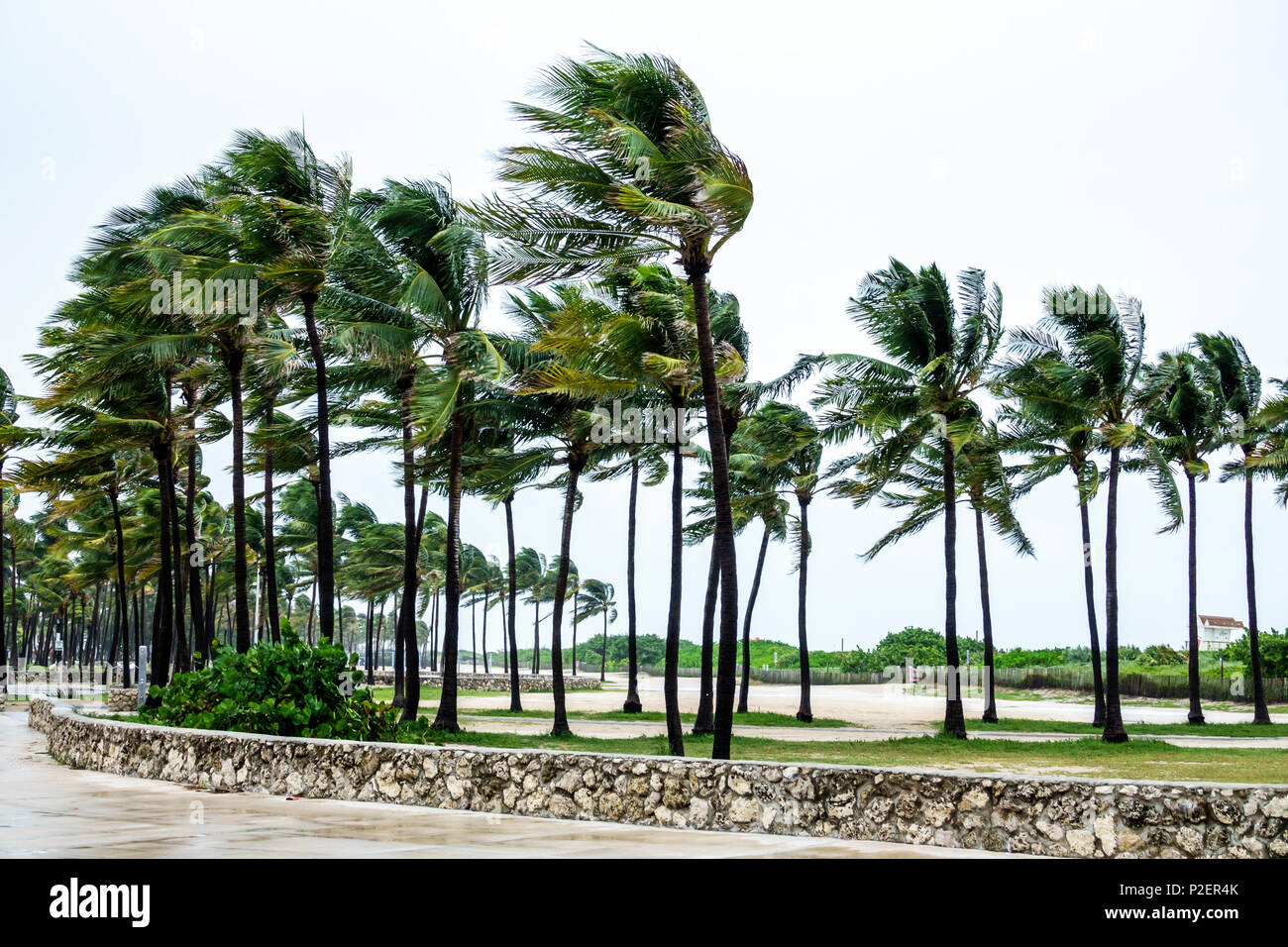 Florida,FL Sud,Miami Beach,Lummus Park,Hurricane Irma,venti di forza tempesta tropicale,palme che si piegano,piovosità,fronti che soffiano,deserti,ventosi,visitatori tra Foto Stock