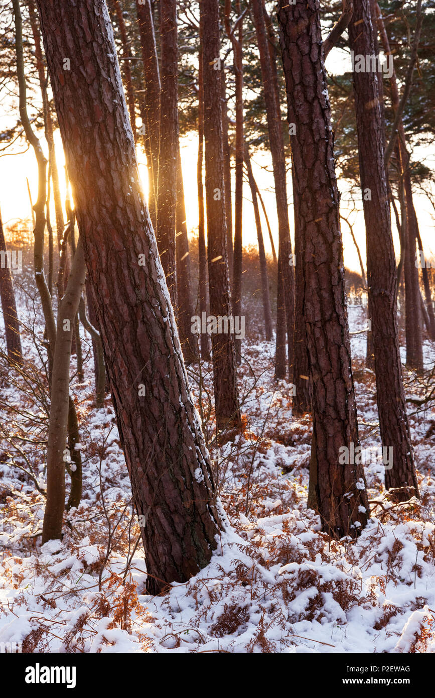 Al tramonto, la foresta, la neve, Storm, inverno, Mar Baltico, Darss, Germania Foto Stock