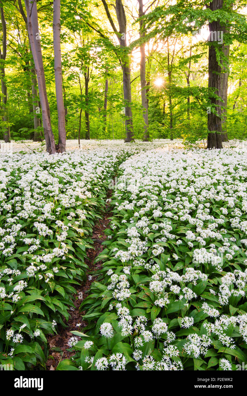 Sun, Foresta, Porta aglio, Millefiori, Trail, molla, Lipsia, Germania Foto Stock