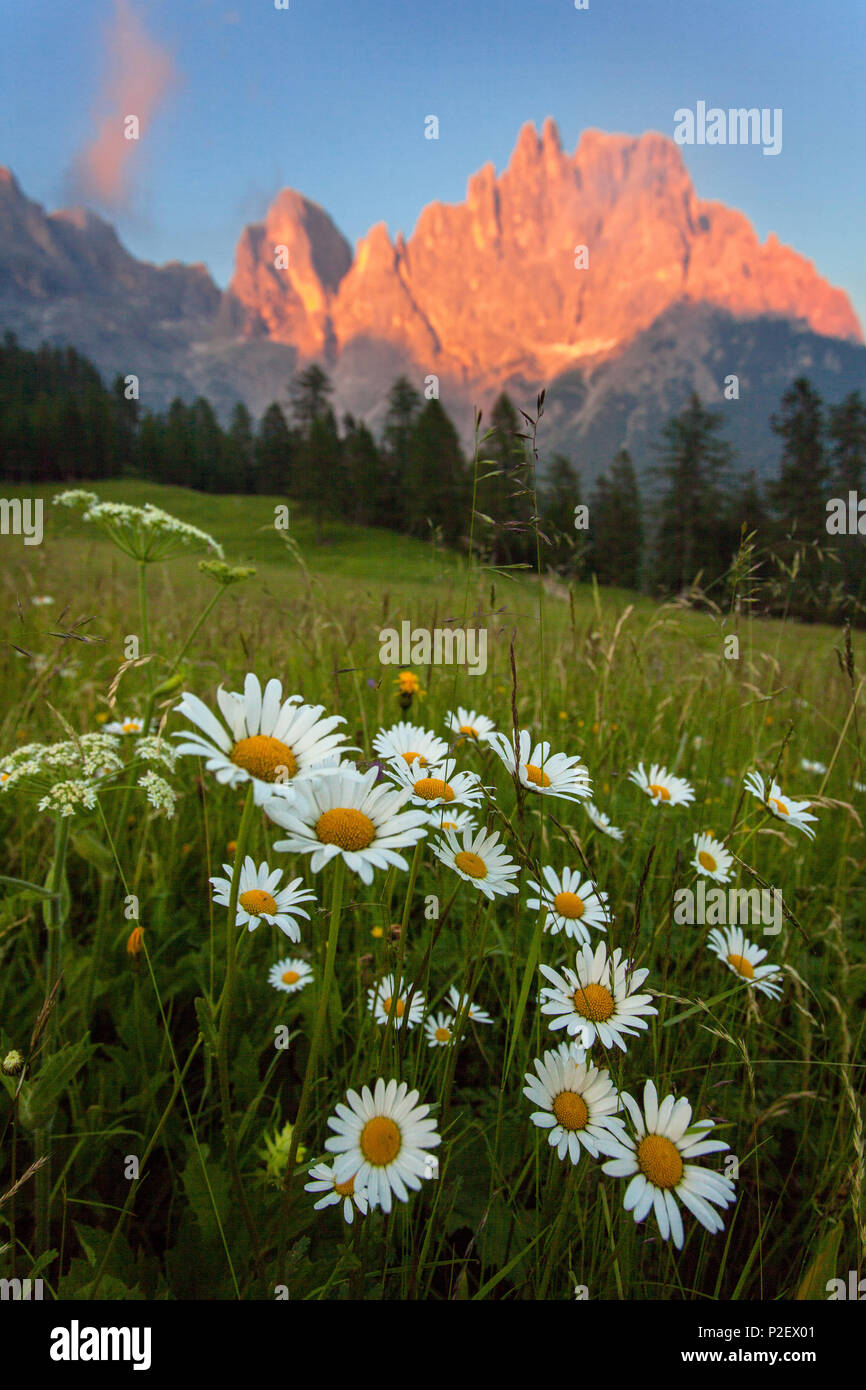 tramonto-prato-fiori-estate-montagne-pale-di-san-martino-dolomiti