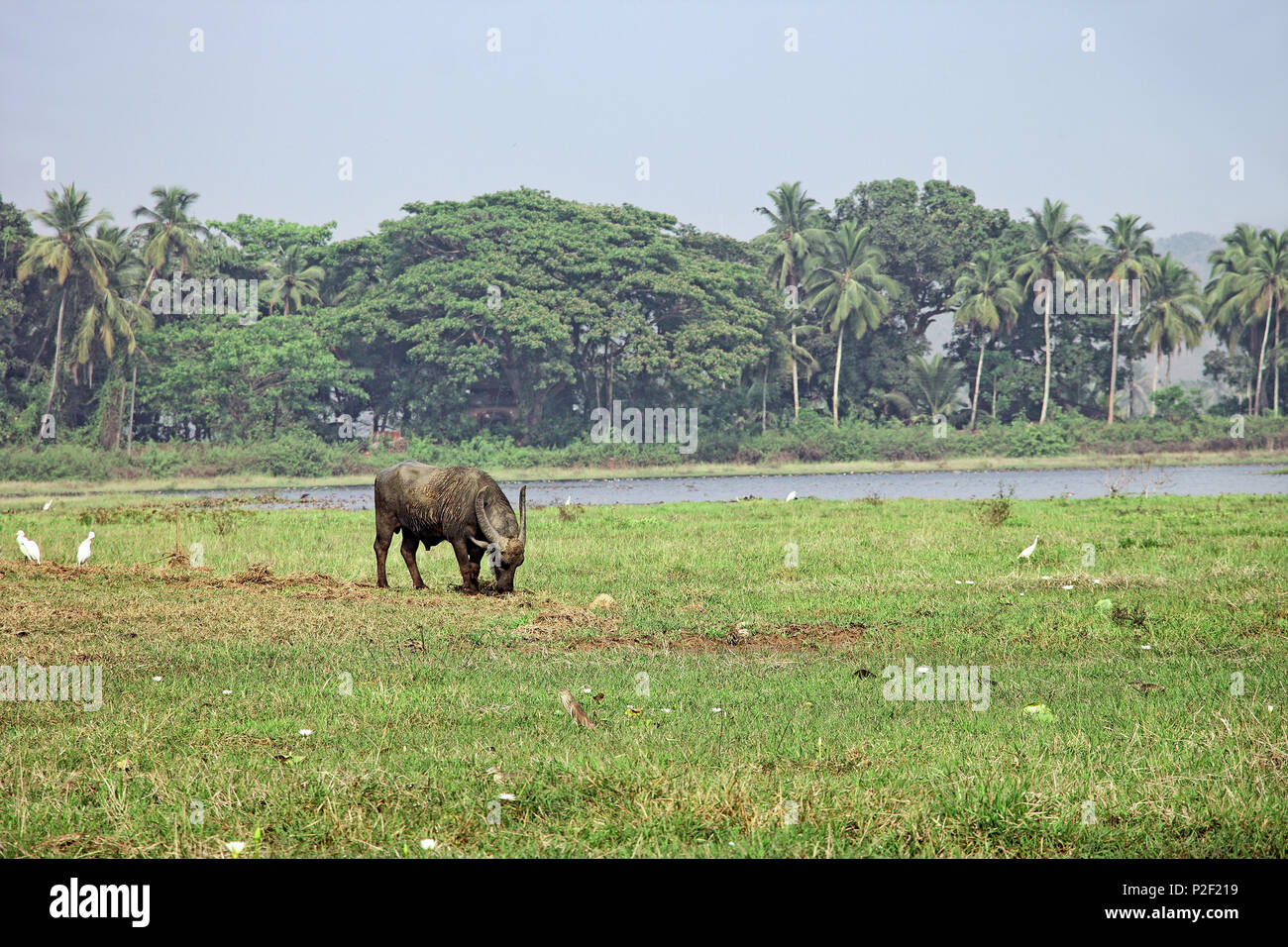 Indian bisonti selvaggi che pascolano nella terra di erba a secco su un letto di lago Foto Stock Indian bisonti selvaggi che pascolano nella terra di erba a secco su un letto di lago Foto Stock