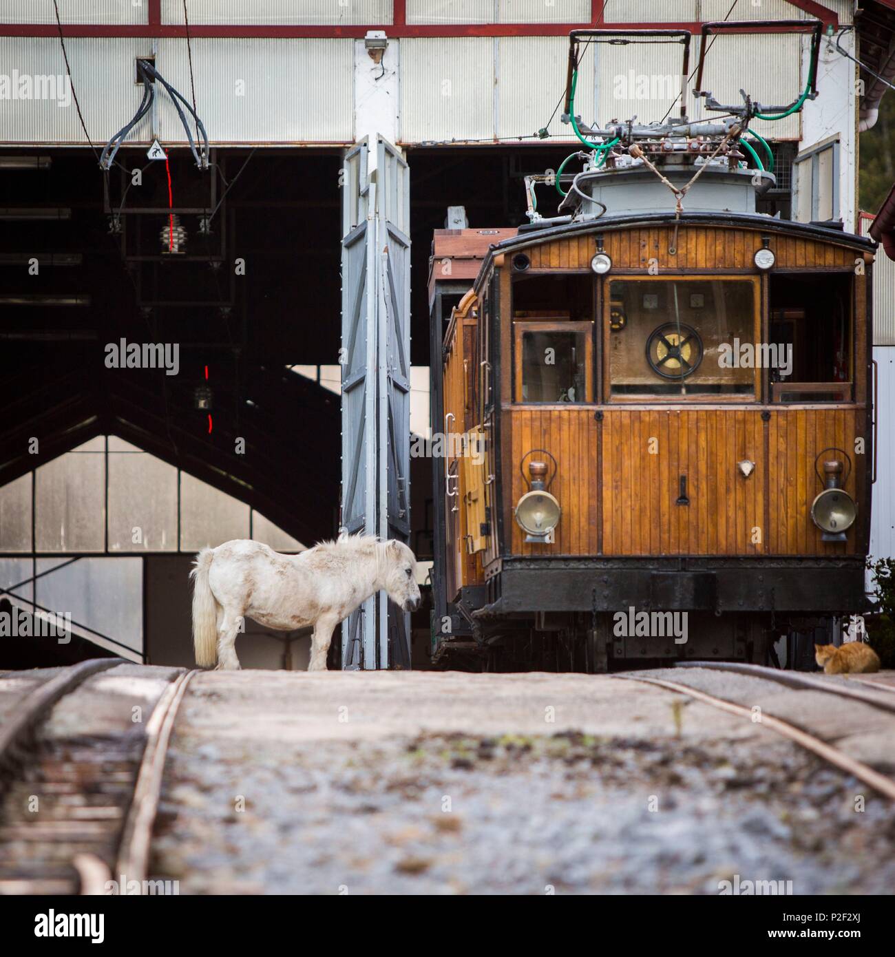 Francia, Pirenei Atlantiques, Paese Basco, Ascain, pottock, pony gara, davanti a un vagon del Rhune treno turistico (905m) Foto Stock