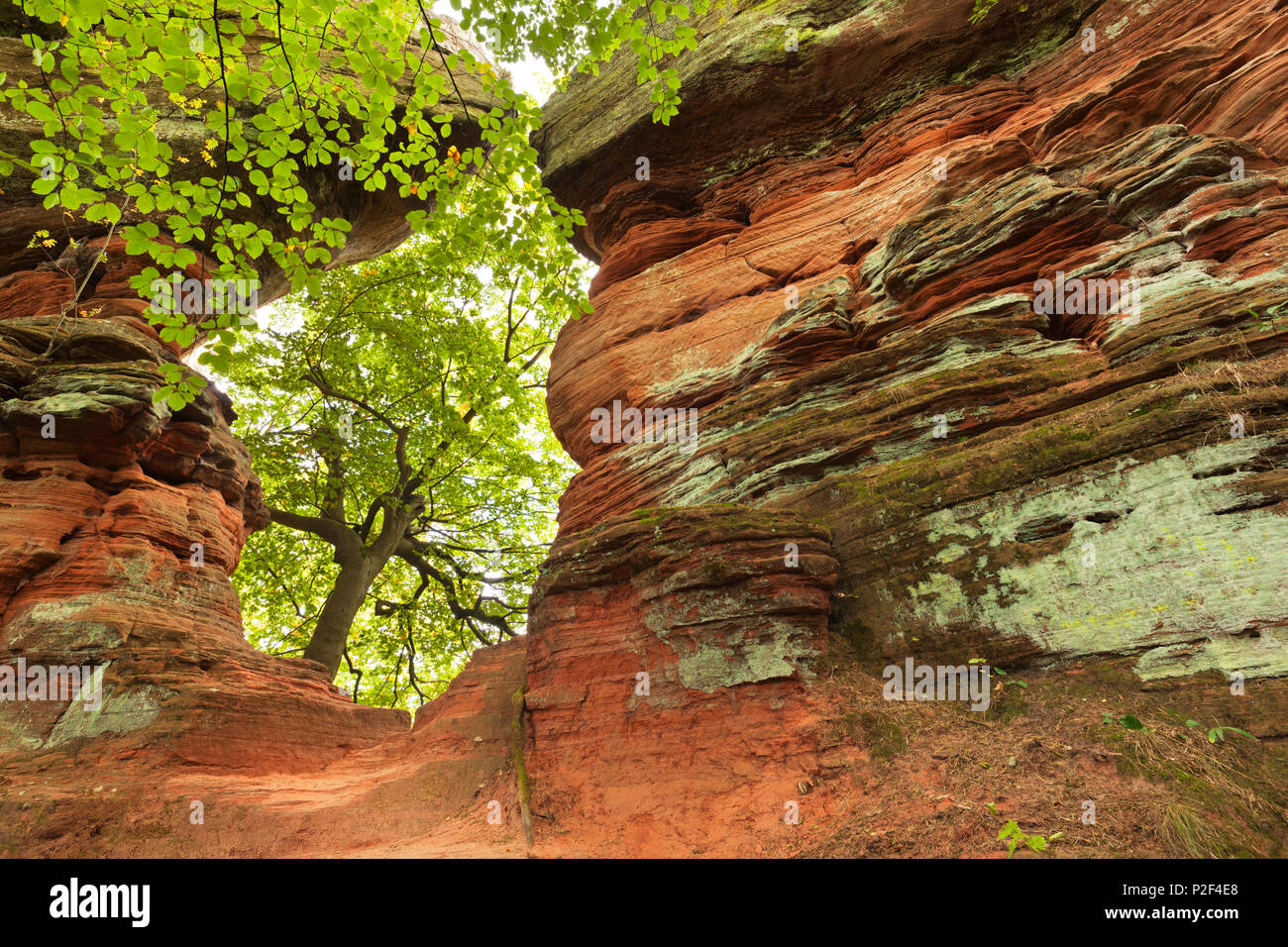 Formazione di roccia Altschlossfelsen, vicino Eppenbrunn, Foresta del Palatinato natura park, Renania-Palatinato, Germania Foto Stock