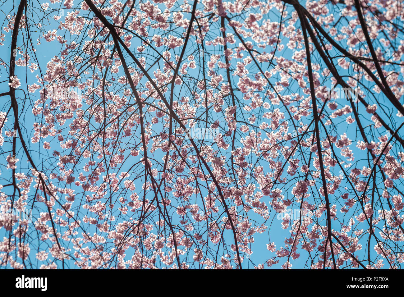 Rami di Ciliegio con fiori contro il cielo ciano, Bunkyo-ku, Tokyo, Giappone Foto Stock