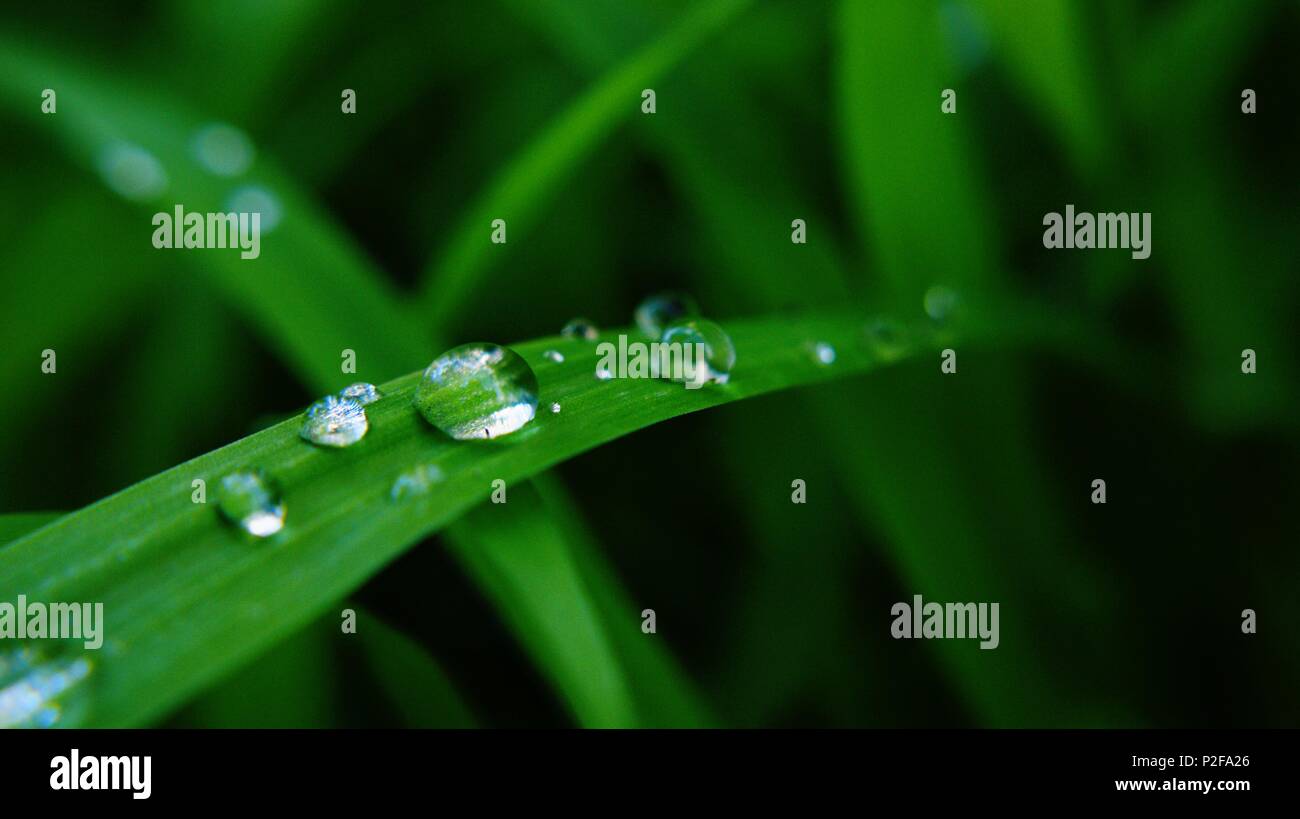 Goccia su erba verde Macro Vista ravvicinata Foto Stock