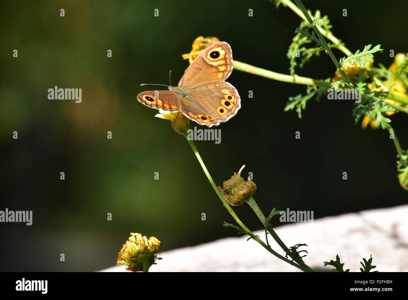 Un legno maculato Butterfly arroccato su di un fiore. Foto Stock