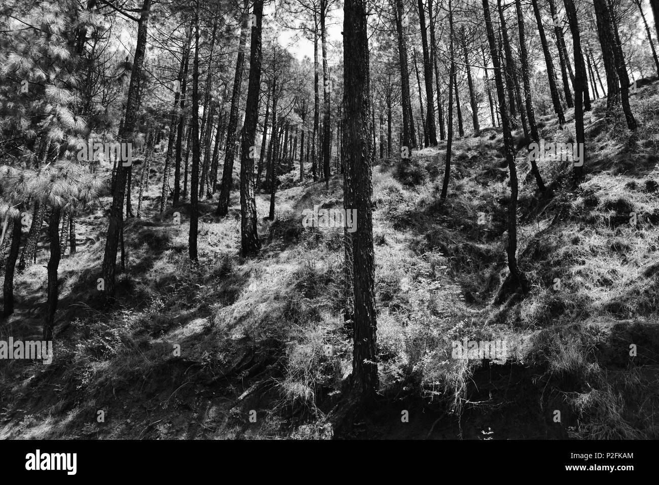 Una vista di alberi di pino in monocromia Foto Stock
