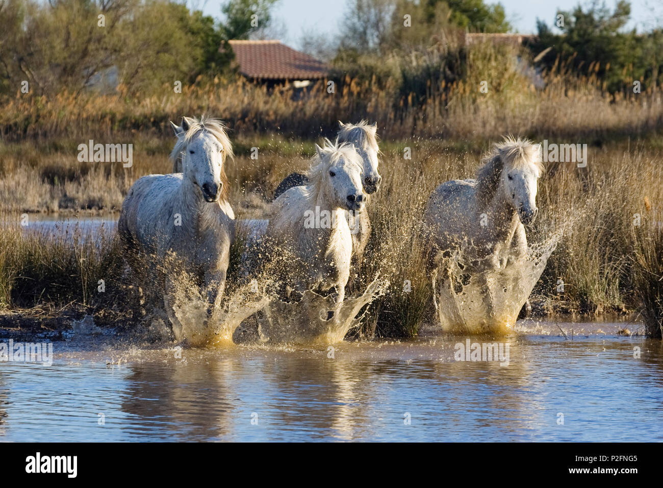 Cavalli Camargue in esecuzione in acqua, Camargue, Francia meridionale Foto Stock