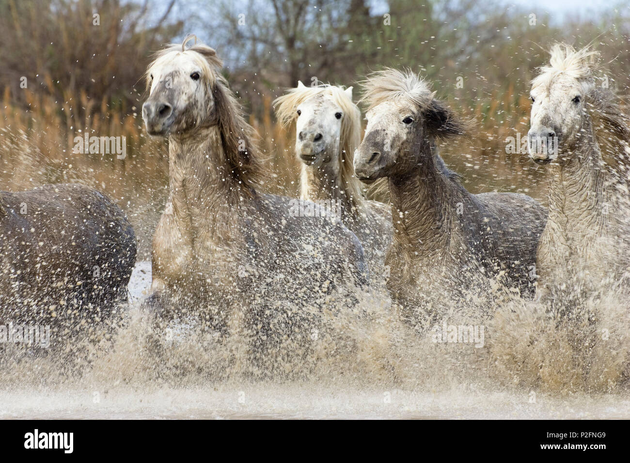 Cavalli Camargue in esecuzione in acqua, Camargue, Francia meridionale Foto Stock