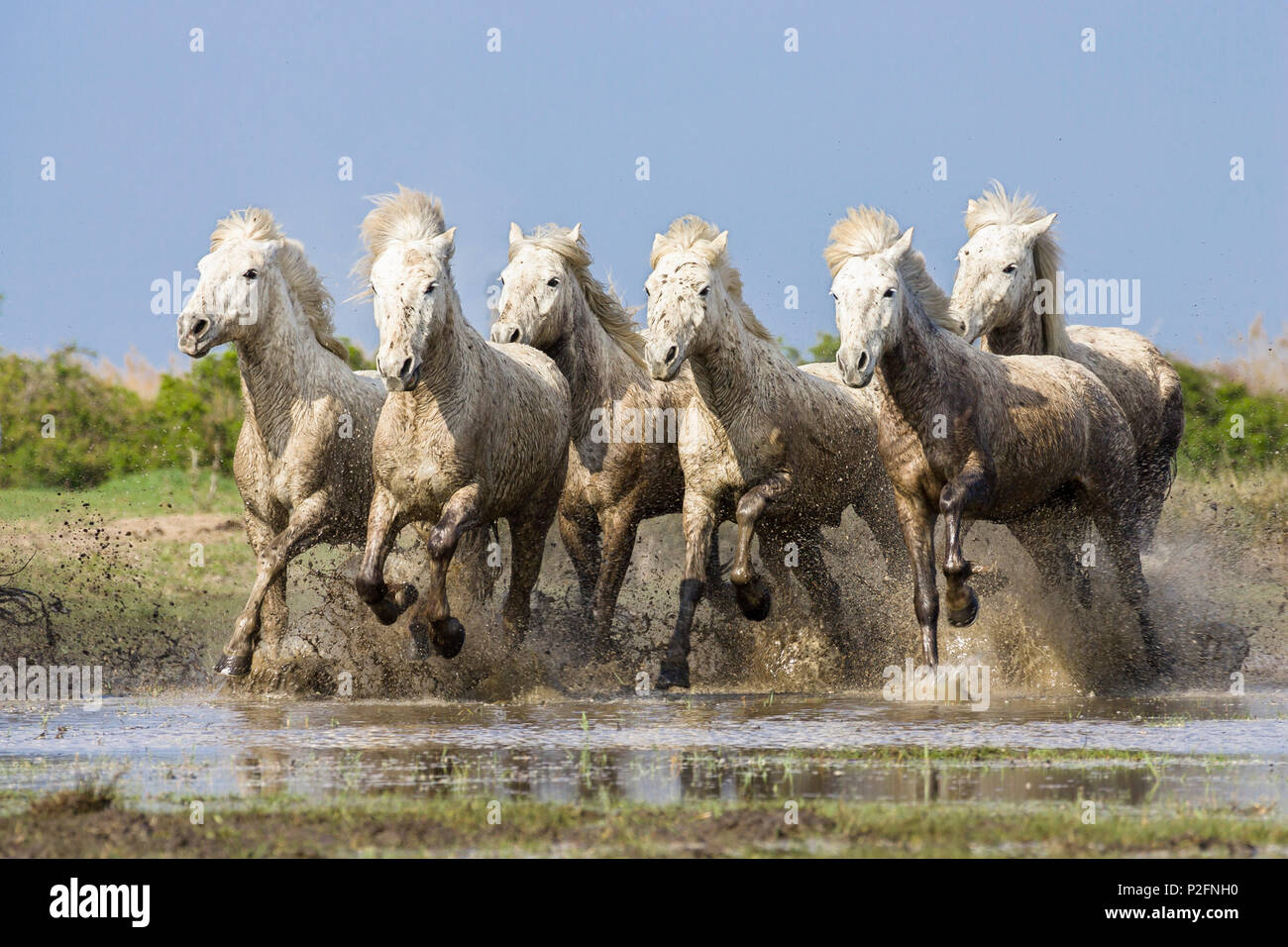 Cavalli Camargue in esecuzione, Camargue, Francia, Europa Foto Stock
