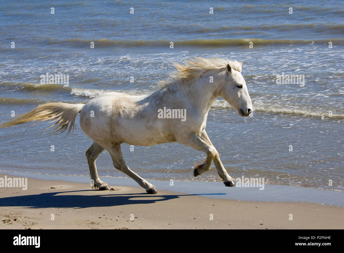 Camargue horse running sulla spiaggia, Camargue, Francia Foto Stock