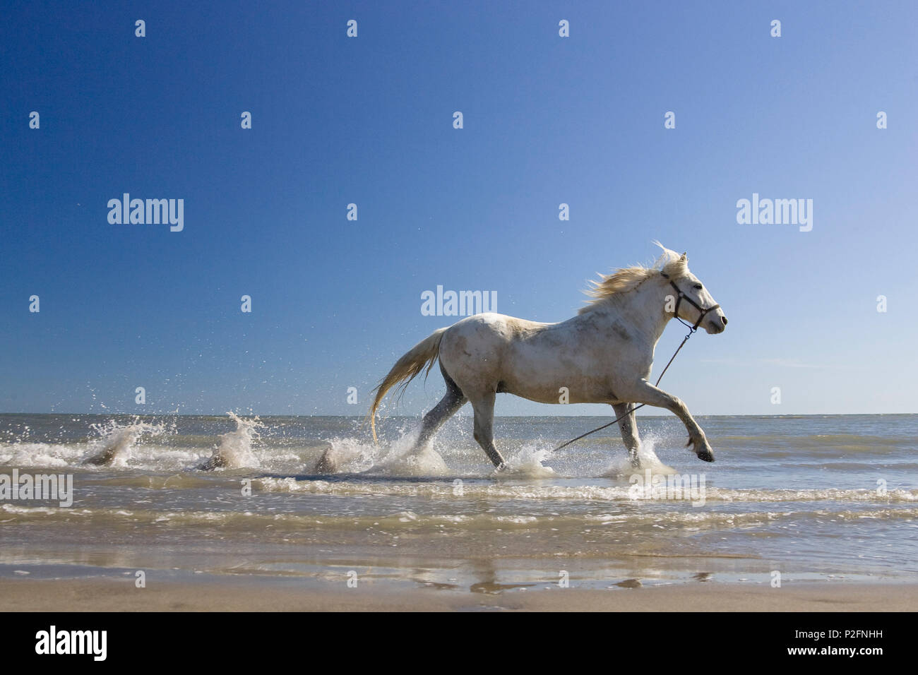 Camargue horse running in acqua a spiaggia, Camargue, Francia Foto Stock