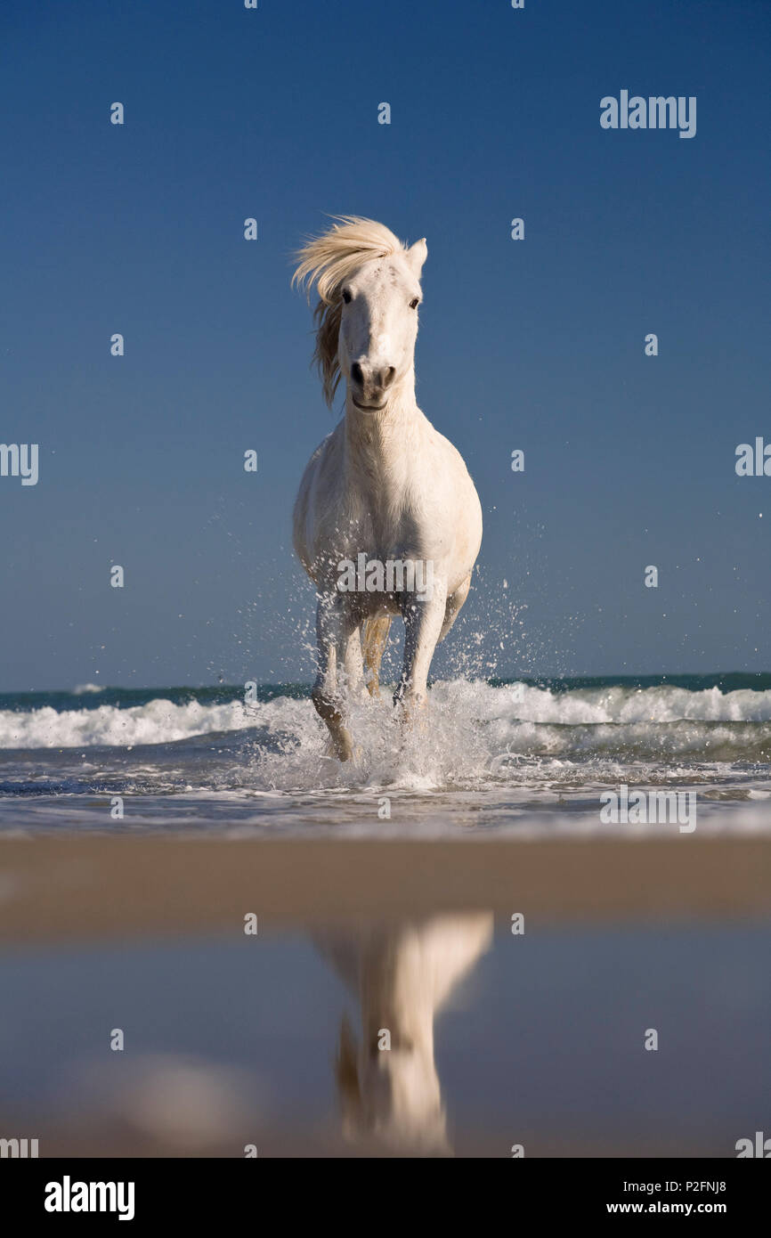 Camargue horse running in acqua a spiaggia, Camargue, Francia Foto Stock