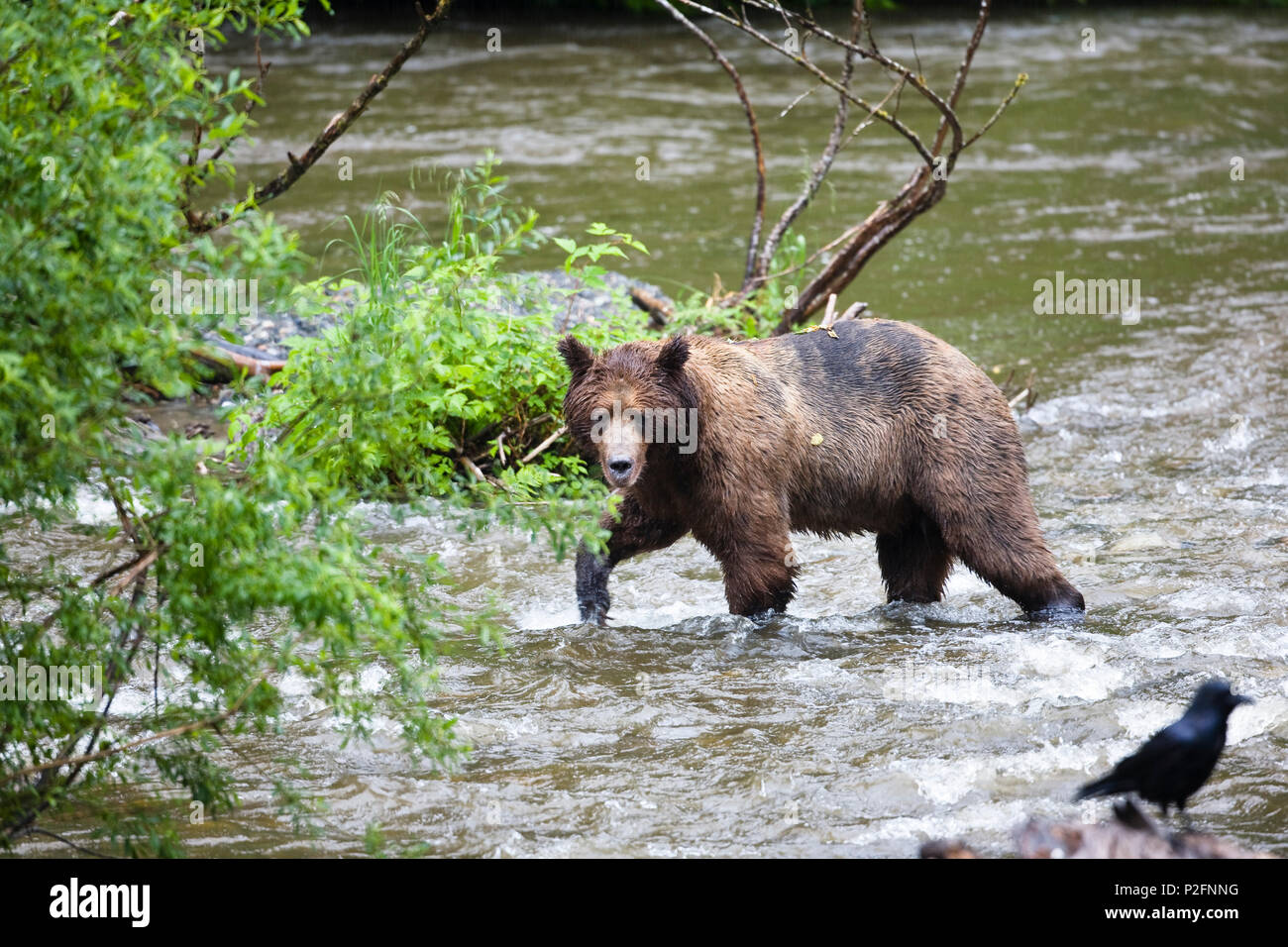 Orso bruno con salmone, Grizzly-Bear, Ursus arctos, Admiralty Island, Alaska Foto Stock