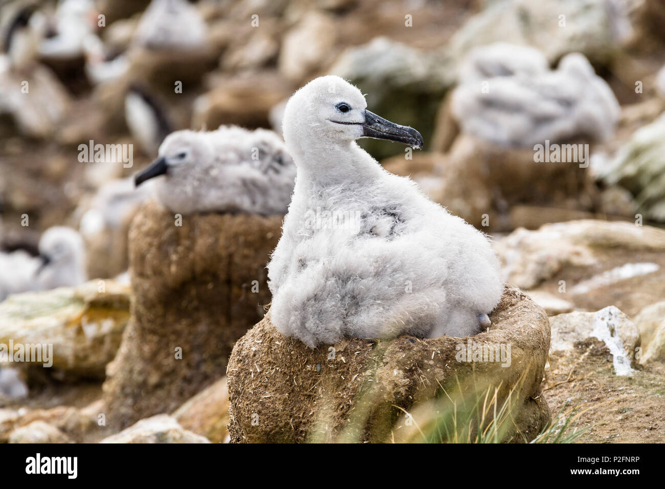 Giovane nero-browed Albatross sul nido, Diomedea melanophrys, Isole Falkland, Subantarcic Foto Stock