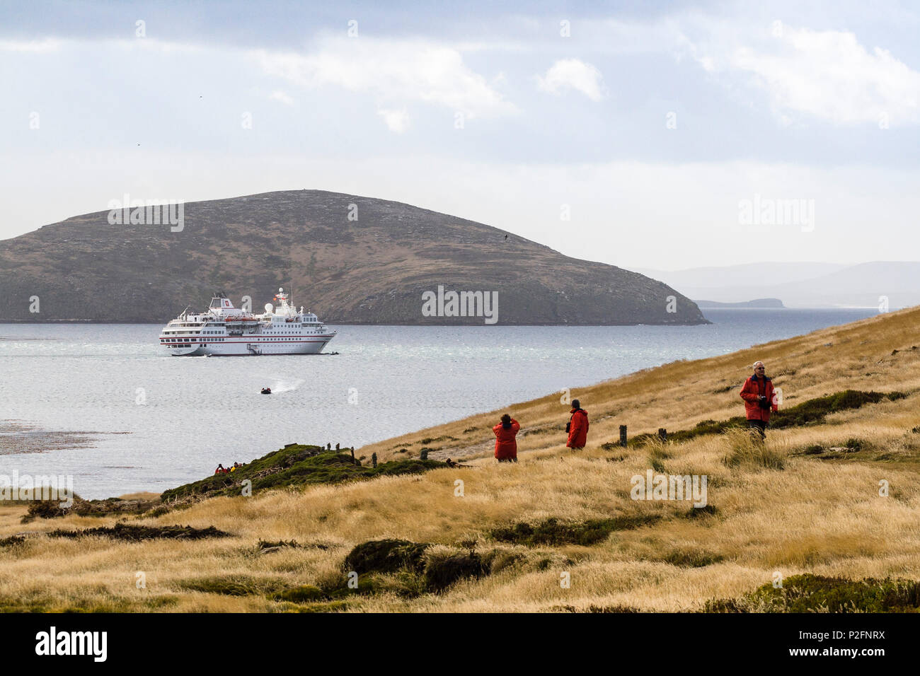 La nave di crociera, nuova isola, West Falklands, Malwinas, Sud America Foto Stock