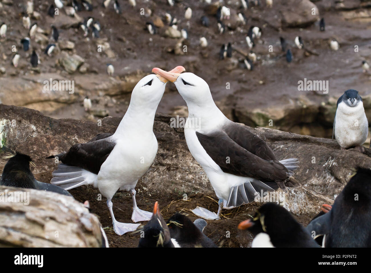 Nero-browed Albatros, Diomedea melanophris, e pinguini saltaroccia, Eudyptes chrysocome, Isole Falkland, sub antartiche Foto Stock