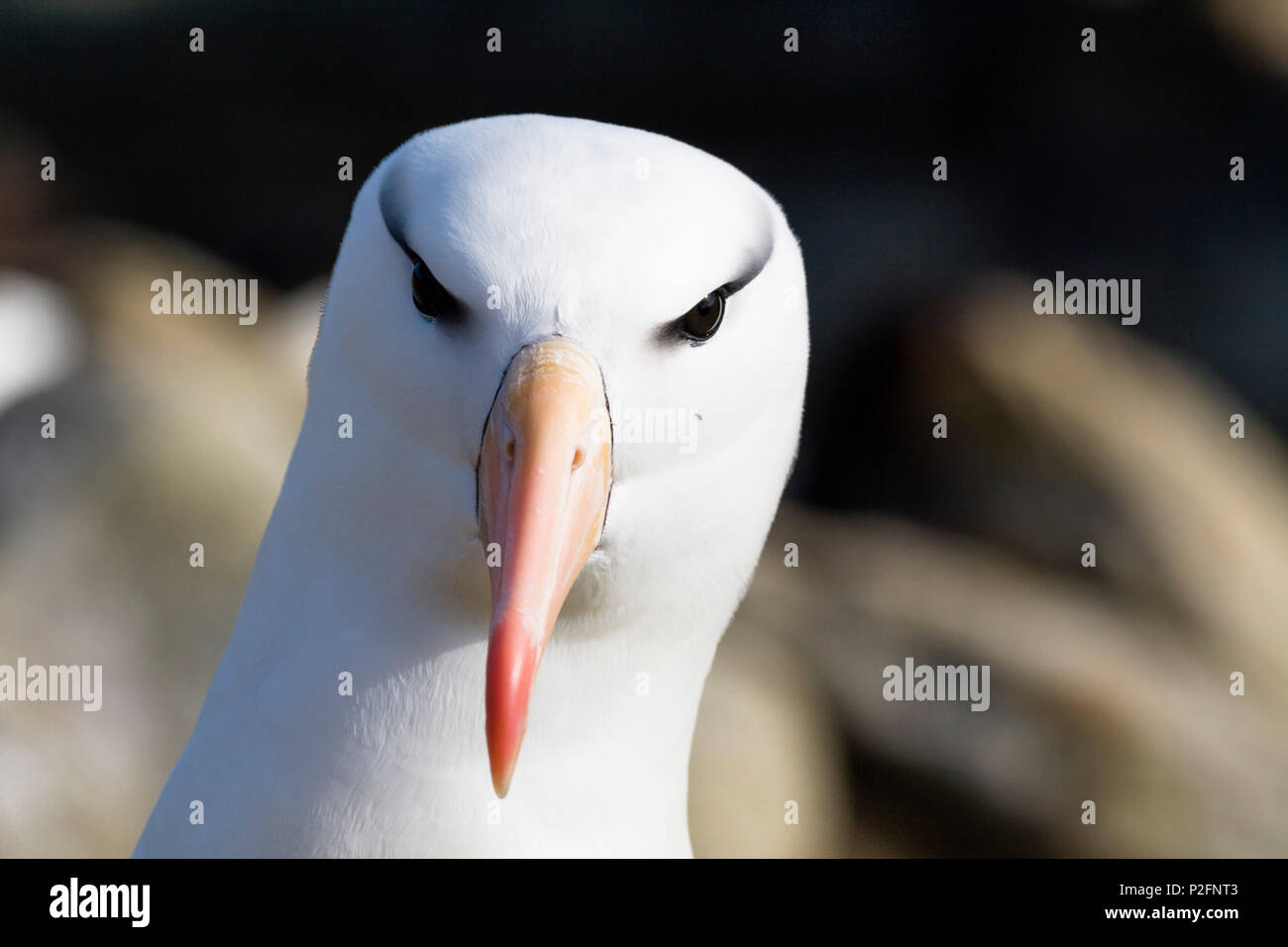 Nero-browed Albatros, Diomedea melanophrys, Isole Falkland, Subantarcic Foto Stock