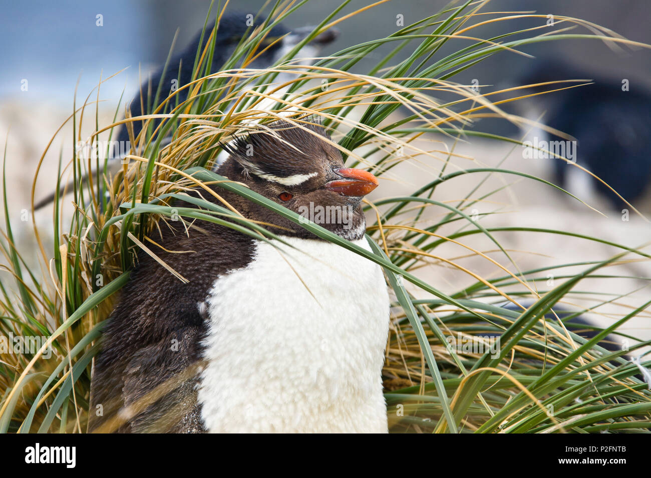 Pinguino saltaroccia, Eudyptes chrysocome, Isole Falkland, sub antartiche, Sud America Foto Stock