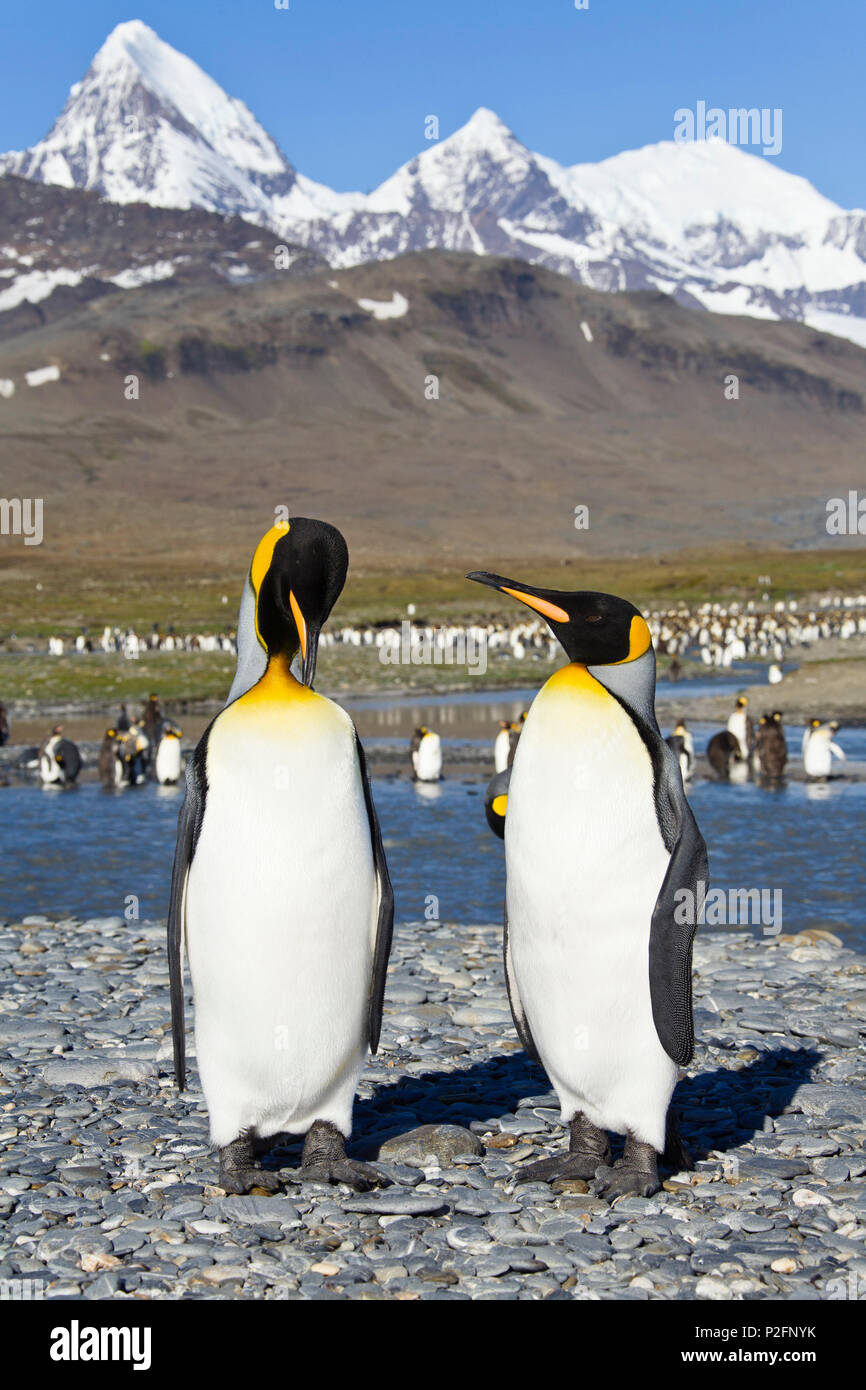 Il re dei pinguini, Aptenodytes patagonicus, St Andrews Bay, Georgia del Sud Antartide Foto Stock