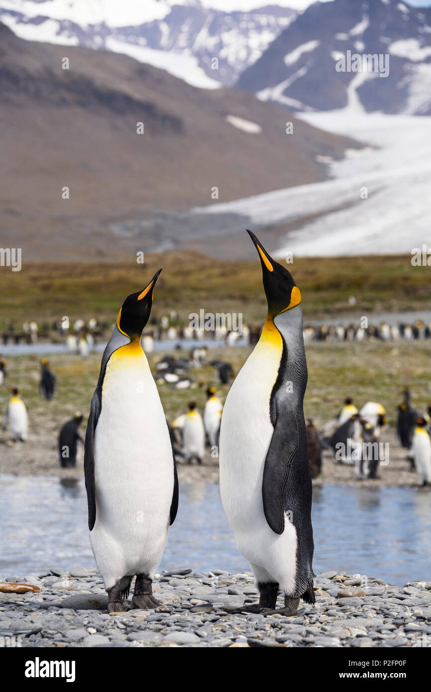 Il re dei pinguini, Aptenodytes patagonicus, coppia corteggiamento, Georgia del Sud Antartide Foto Stock