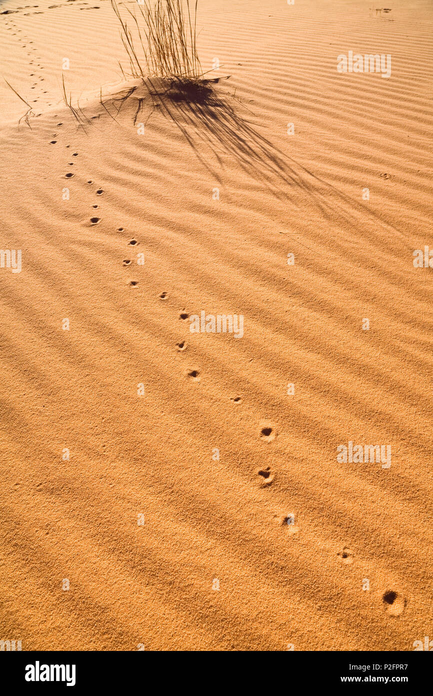 Animale spoor nel deserto libico, Libia, sahara Africa Foto Stock