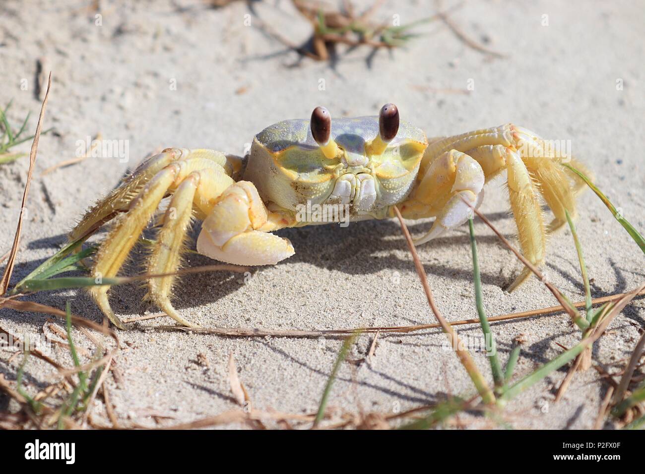 Un granchio sulla spiaggia, Atlantic ghost crab, Ocypode aggettivo. Galveston Island, Texas Gulf Coast, Golfo del Messico, Stati Uniti d'America. Foto Stock