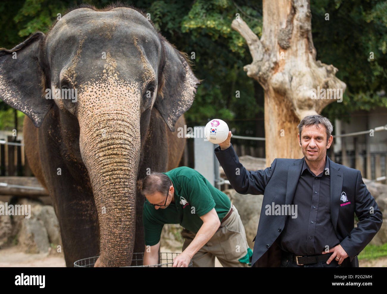 Stuttgart, Germania. 15 GIU, 2018. Elefante femmina Zella predire come il Wilhelma di Coppa del Mondo di Oracle che la Corea del Sud sarà vincere la Germania vs Corea del Sud corrispondono. Il Senegal si suppone per vincere la Coppa del mondo, secondo le sue previsioni. Foto: Christoph Schmidt/dpa Credito: dpa picture alliance/Alamy Live News Foto Stock