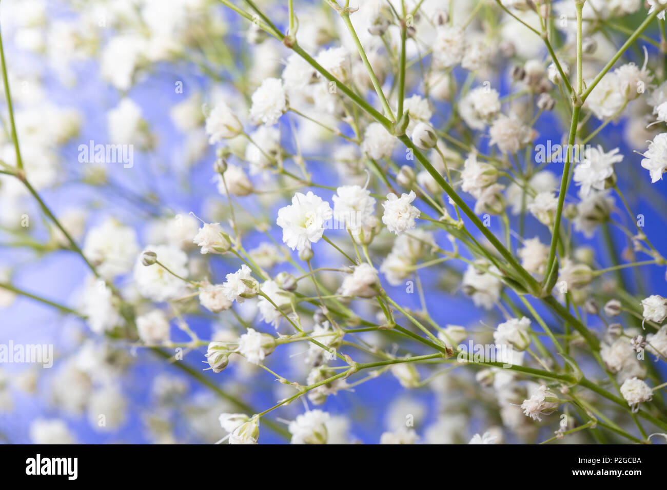 Bianco delicato del bambino fiori di respiro su un bue sfondo cielo Foto Stock