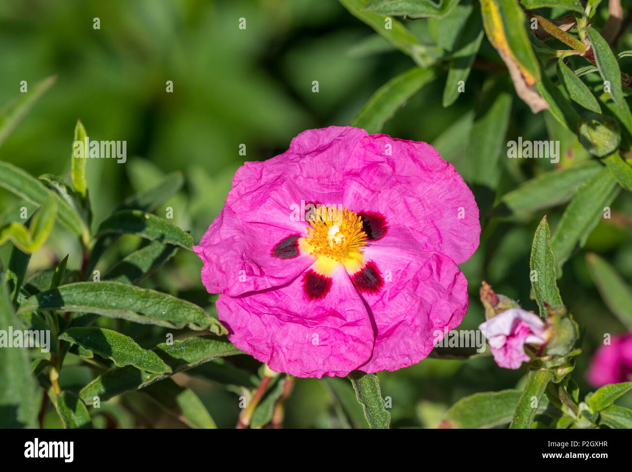 Rosa arbustiva Rock Rose dal genere Cistus, dalla famiglia Cistaceae, fioritura a inizio estate nel West Sussex, in Inghilterra, Regno Unito. Cisto closeup. Foto Stock