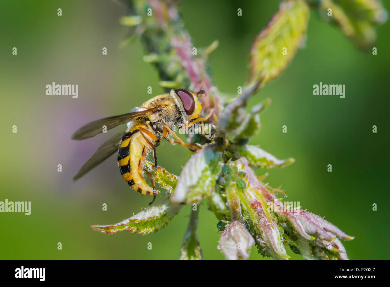 Femmina Hoverfly comune, Syrphus ribesii, a inizio estate (giugno) su un fiore nel West Sussex, in Inghilterra, Regno Unito. Il giallo hind femore indica la sua femmina. Foto Stock