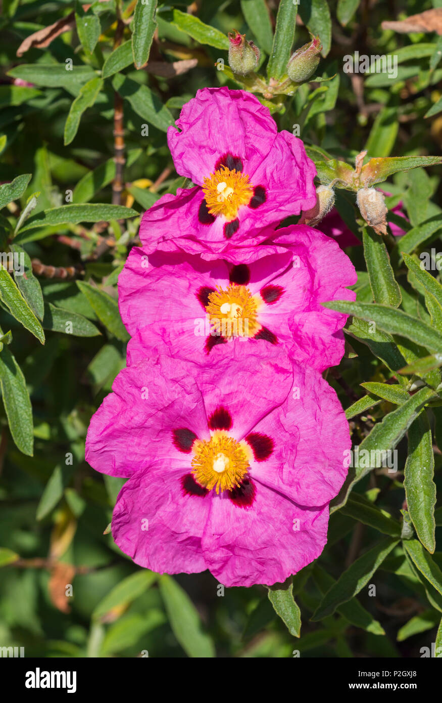 Rosa arbustiva Rock Rose fiori dal genere Cistus, dalla famiglia Cistaceae, in estate nel West Sussex, in Inghilterra, Regno Unito. Ritratto di cisto. Foto Stock