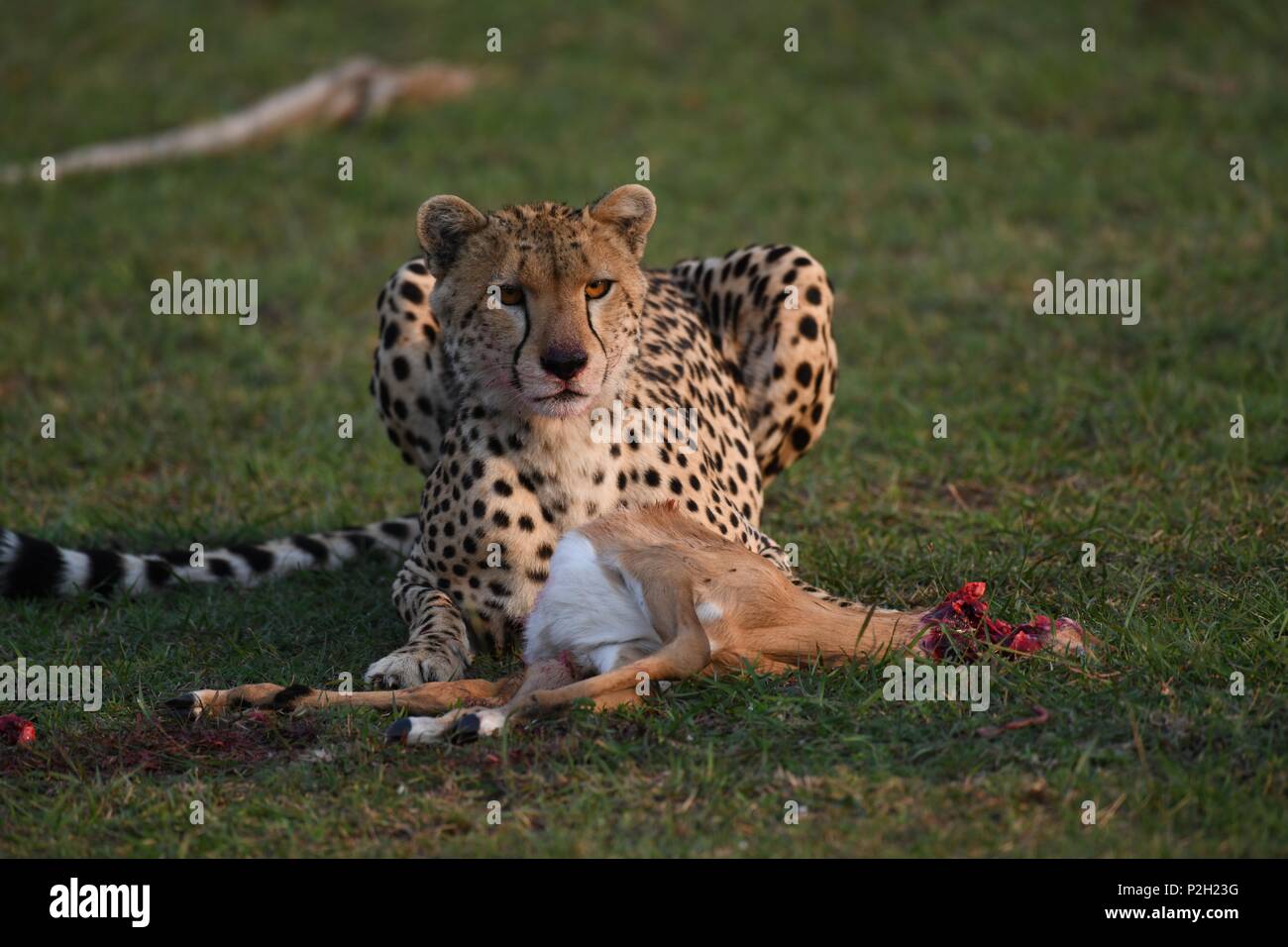 Lone cheetah seduta sul verde del Masai Mara savannah di mangiare la sua preda. Foto scattata la mattina presto, zona di Olare Motorogi Conservancy. Acinonyx jubatus Foto Stock