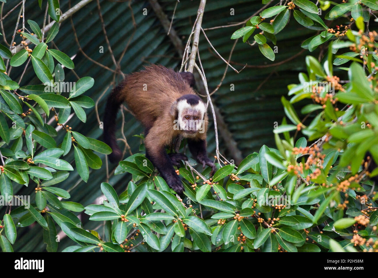 Capucin scimmia, Cebus apella, foresta pluviale, Tambopata National Reserve, Perù, Sud America Foto Stock