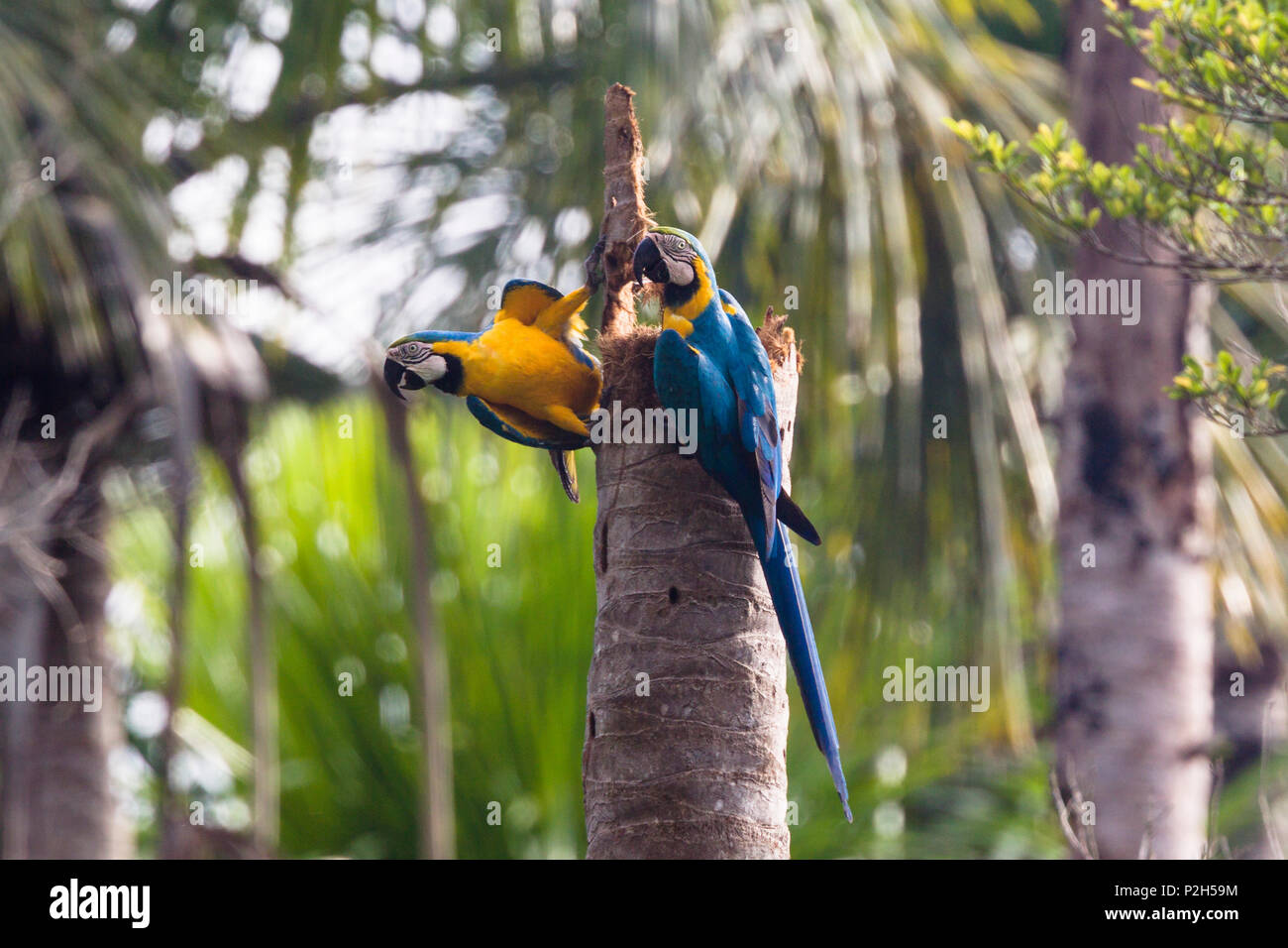 Blu-Giallo Macaws pappagalli nella foresta pluviale, Ara ararauna, Tambopata National Reserve, Perù, Sud America Foto Stock