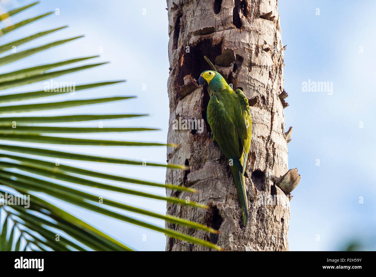 Rosso-panciuto Macaw, Orthopsittaca manilata, Tambopata National Reserve, Perù, Sud America Foto Stock