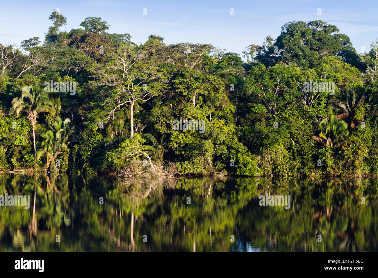 La foresta pluviale al Lago Sandoval, Tambopata National Reserve, Perù, Sud America Foto Stock