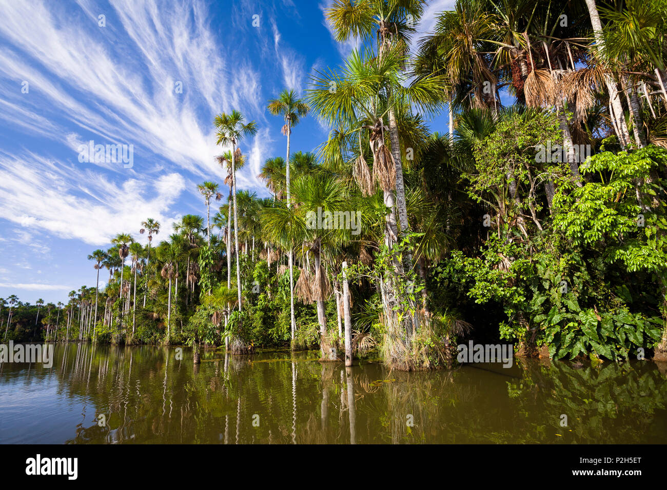 Mauriti Palme, Buriti, palme Moriche, al Lago Sandoval, Mauritia flexuosa, Tambopata National Reserve, Perù, Sud America Foto Stock