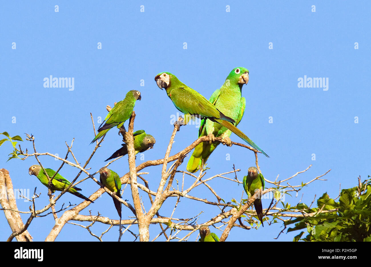 Castagne e fronteggiata Macaw, farinoso Amazon e Dusky capo-parrocchetti, Tambopata Reservat, Perù, Sud America Foto Stock