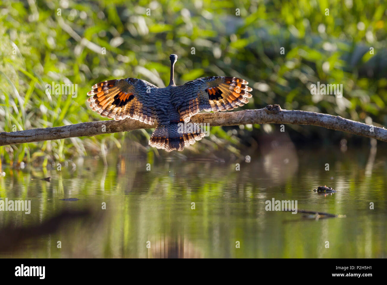 Atterraggio Sunbittern, Eurypyga helias, Tambopata National Reserve, Perù, Sud America Foto Stock