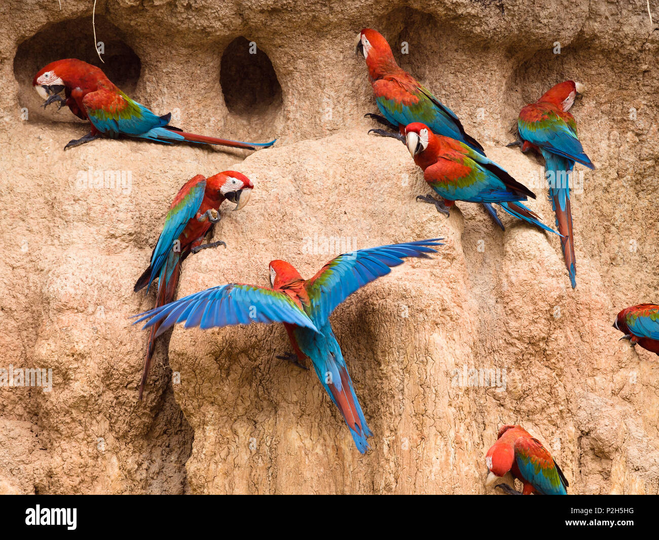 Rosso-verde a Macaws saltlick, Ara chloroptera, Tambopata National Reserve, Perù, Sud America Foto Stock