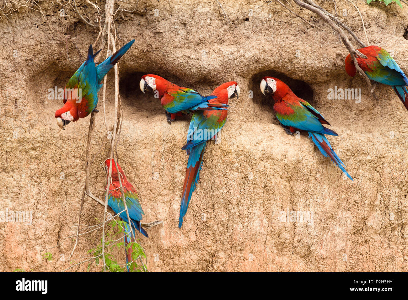 Rosso-verde a Macaws saltlick, Ara chloroptera, Tambopata National Reserve, Perù, Sud America Foto Stock