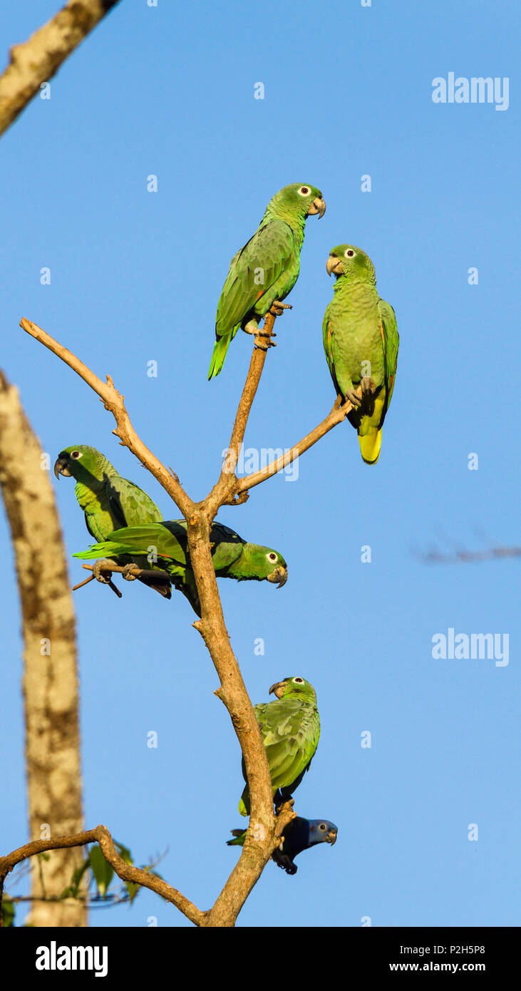 Farinoso Amazzoni, Amazona farinosa farinosa, Tambopata National Reserve, Perù, Sud America Foto Stock