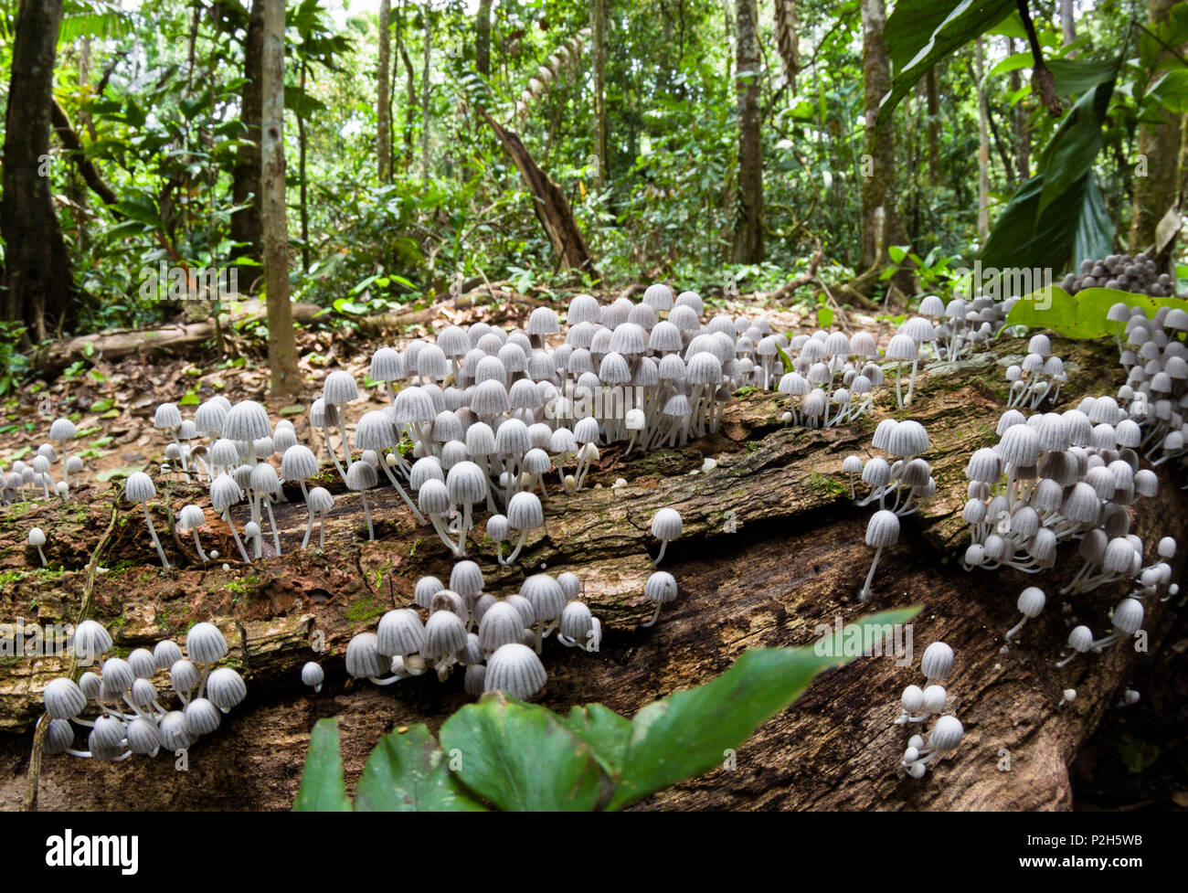Piccoli funghi su albero caduto nella foresta pluviale, Tambopata Riserva, Perù, Sud America Foto Stock